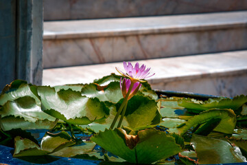 Water lily in the small pond of Grand Palace Bangkok Thailand.