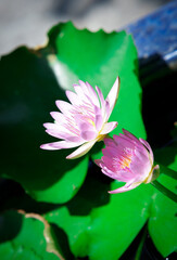 Water lilies in the small pond of Grand Palace Bangkok Thailand.