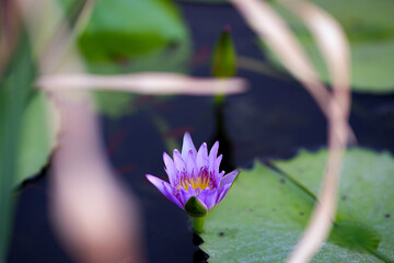 Water lily and fingerlings in the small pond of Grand Palace Bangkok Thailand.