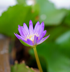 Water lily in the small pond of Grand Palace Bangkok Thailand.