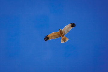 An adult male western marsh harrier flies in the blue sky on a sunny spring day with copyspace.	