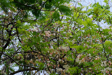 Cassia Fistula tree in Queen Sirikit Park Bangkok Thailand.