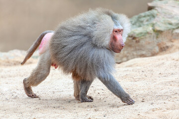 Baboon with a thick, grayish mane and a reddish face walks on a sandy terrain, its pink tail and underparts visible. Rugged background features rocky outcrops, suggesting a natural or zoo environment
