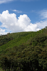 Lanscape of a lemon crop	