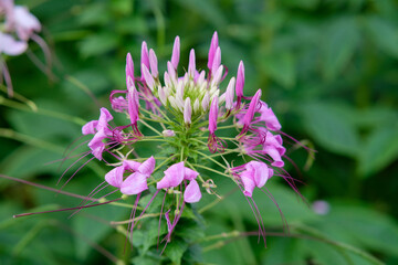  Spider flowers in Queen Sirikit Park Bangkok Thailand.