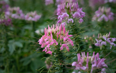  Spider flowers in Queen Sirikit Park Bangkok Thailand.