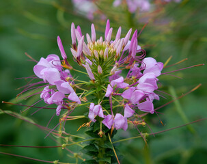  Spider flowers in Queen Sirikit Park Bangkok Thailand.