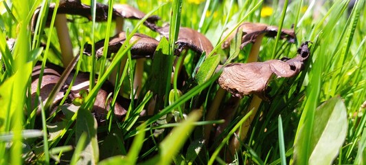 Spring Mushrooms Thriving in Lush Green Grass Under Bright Sunlight