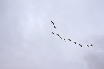 formation of Canada geese in flight on a cloudy sky