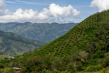 Obraz premium Lanscape of a lemon crop 