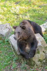 A bear is laying on a rock in a grassy area