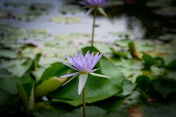 Water lily in the pond of Queen Sirikit Park Bangkok Thailand.