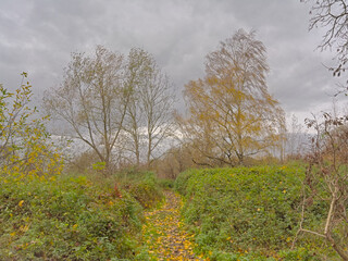 Obraz premium hiking trail hrough an autumn marsh landscape in Bourgoyen nature reserve, Ghent, Flanders, Belgium 