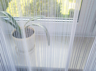 A close-up view of a decorative plant beside an illuminated window, draped with sheer curtains filtering soft sunlight, enhancing a serene and peaceful indoor atmosphere.