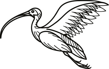 Elegant Line Art Of Glossy Ibis Bird Flying With Open Wings Design