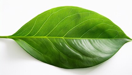 Obraz premium leafy green foliage isolated on white background leaves organic green