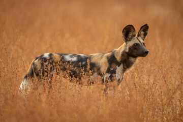 African wild dog standing amongst thick bushes