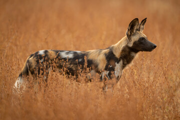 African wild dog standing among thick bushes © Nick Dale