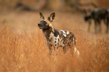 African wild dog standing in dense bushes