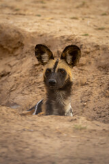 Fototapeta premium African wild dog shows head in gully