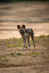African wild dog runs down sandy riverbank
