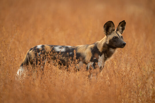 African wild dog standing amongst thick bushes