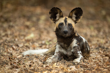 African wild dog lying facing towards camera