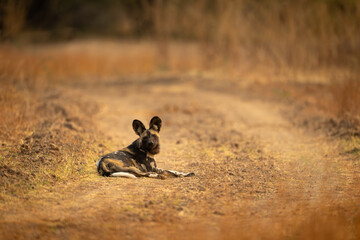 African wild dog lying on grassy track