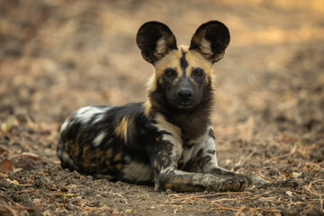 African wild dog lies staring into camera