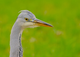 ead of a young grey heron in Bourgoyen nautre reserve, Ghent, Flanders, Belgium. selective focus with green bokeh background - Ardea cinerea
