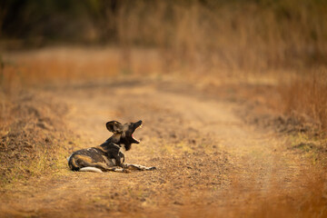 African wild dog lies yawning showing teeth