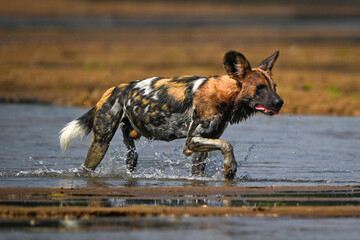 African wild dog splashes across muddy shallows