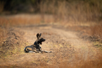 African wild dog lies on grassy track