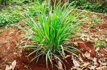 Fever Grass Growing Outdoor