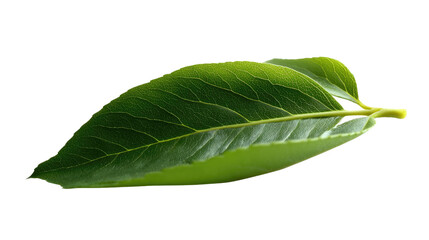 Leafy Green: A close-up shot of a vibrant green leaf, showcasing its natural texture and veins in bright daylight.