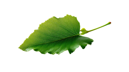 Vibrant Leaf on Display: A single, verdant leaf stands out with remarkable clarity, its intricate details showcased against a clean backdrop, embodying the essence of natural beauty.