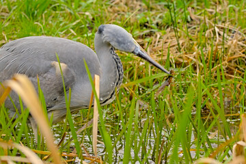 Young grey heron walking in a ditch in Bourgoyen nautre reserve, Ghent, Flanders, Belgium - Ardea cinerea 
