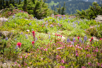 Wildflower Meadow in Evergreen Forest Under Blue Sky