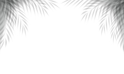 Obraz premium Palm Branch Overlay And Isolated Transparent Background