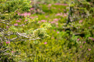  Close-Up of Pine Branch in Vibrant Meadow Landscape