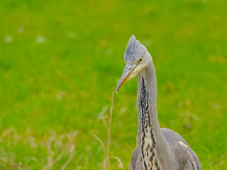 Close-up of a juvenile grey heron in a green meadow.  - Ardea cinerea 