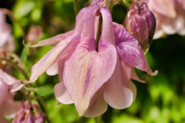 Close up of the head and bud of a wild Aquilegia vulgaris (variety Pink), also known as Common Columbine
