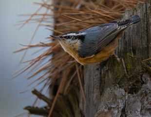 Red-breasted Nuthatch (Sitta canadensis) Searching for Food on a Douglas Fir