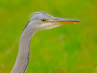 Close-up of a juvenile grey heron in a green meadow.  - Ardea cinerea 