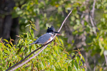 The belted kingfisher (Megaceryle alcyon) Migration bird native to North America. The kingfisher is often seen perched on trees, posts, or other convenient vantage points near the water.