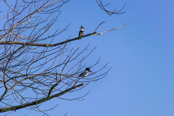 The belted kingfisher (Megaceryle alcyon) Migration bird native to North America. The kingfisher is often seen perched on trees, posts, or other convenient vantage points near the water.