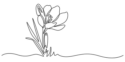 line art, bouquet of flowers crocus spring and summer, drawing with one line. vector illustration white background, Spring crocus flower in continuous line art drawing style. Minimalist black linear.