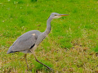 Fototapeta premium juvenile grey heron walking in a green meadow. - Ardea cinerea 