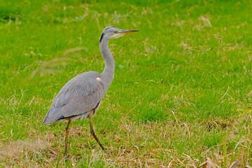 Fototapeta premium Young grey heron walking in a ditch in Bourgoyen nautre reserve, Ghent, Flanders, Belgium - Ardea cinerea 