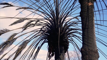 Burnt palm trees against blue sky are a dramatic reminder of the devastating effects of climate...